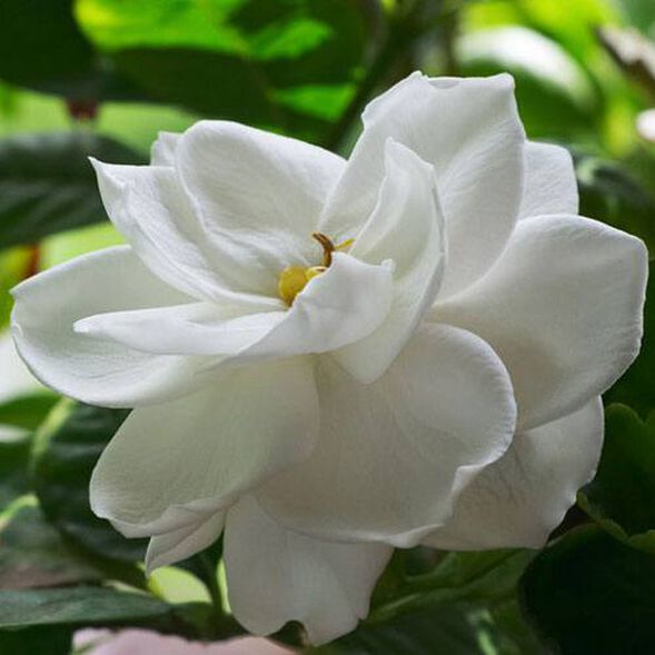 DISCONTINUED - Southern Gardenia Fragrance Oil