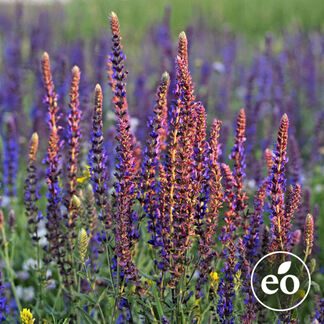 Clary Sage Essential Oil