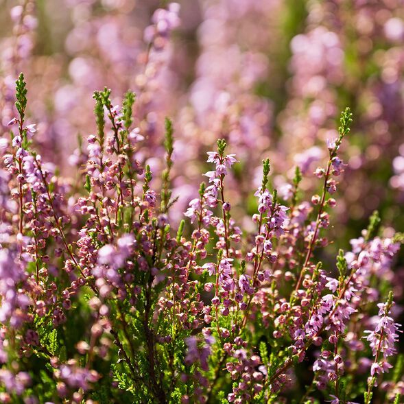 Wild Heather and Thyme Fragrance Oil