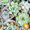 Lush Succulent Fragrance Oil - Trial Size