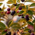 Wild Huckleberry Fragrance Oil - 1.75 oz