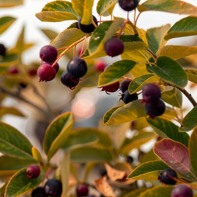 Wild Huckleberry Fragrance Oil