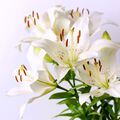 White Lily and Aloe Fragrance Oil - 2 oz