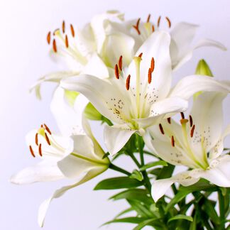 White Lily and Aloe Fragrance Oil - Trial Size