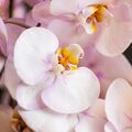 Radiant Orchid Fragrance Oil - 1.75 oz