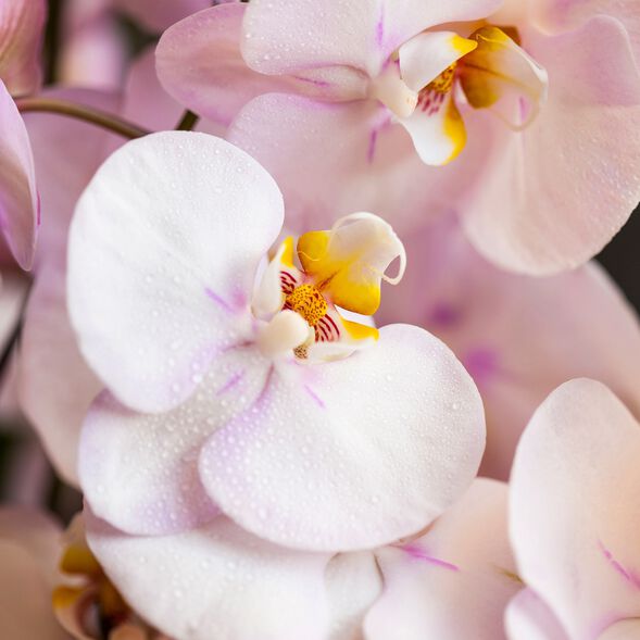 Radiant Orchid Fragrance Oil