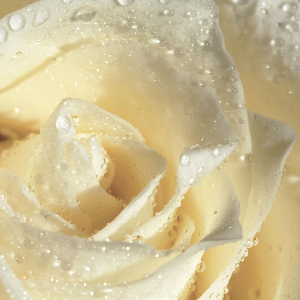 White Rose Fragrance Oil — Stone Candles