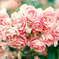 Pink Petals Fragrance Oil - 4 oz