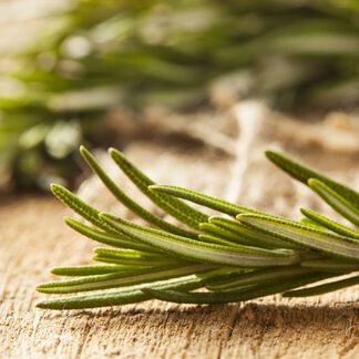 Rosemary Essential Oil - Trial Size