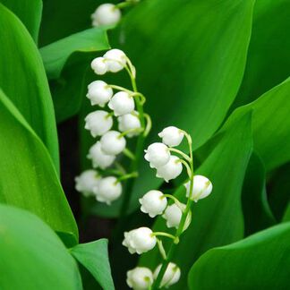 Lily Of The Valley  Fragrance Oil - Trial Size