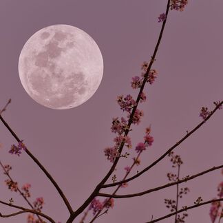 Violet flowers on a tree in the moonlight sky