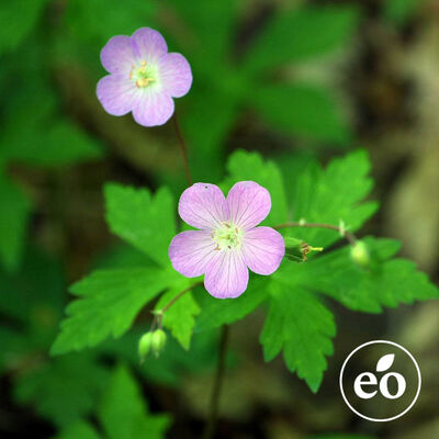 Egyptian Geranium Essential Oil