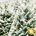 Frosted Fir Fragrance Oil - 2 oz