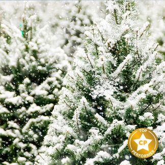 Frosted Fir Fragrance Oil