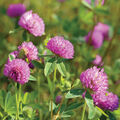 Clover Meadow Fragrance Oil - 1.75 oz