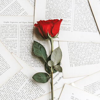 A red rose on separated pages of a book