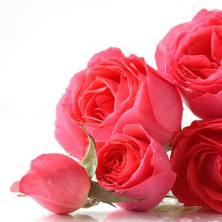 English Rose Fragrance Oil