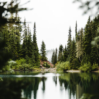 Evergreen forest surrounding a lake