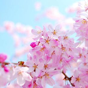 Cherry Blossom Fragrance Oil - Trial Size