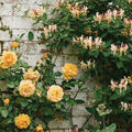 Honeysuckle Rose Fragrance Oil - 1.75 oz