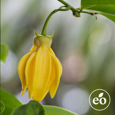 Ylang Ylang III Essential Oil