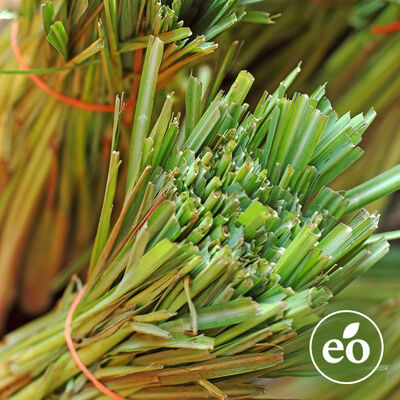 Lemongrass Essential Oil