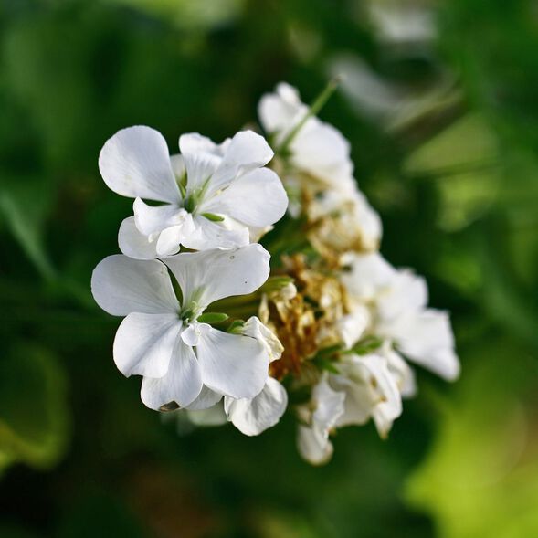 White geranium flower