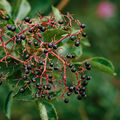Elderberry and Evergreen Fragrance Oil - 2 oz