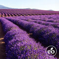 Lavender 40/42 Essential Oil - 1.75 oz