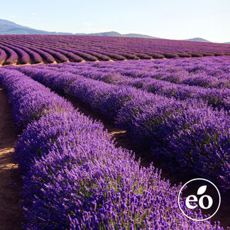 Lavender 40/42 Essential Oil