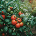 Tomato Vine and Fig Fragrance Oil - 1.75 oz