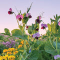 Wild Sweet Pea Fragrance Oil - 1.75 oz