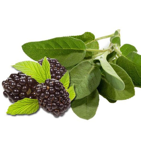 Blackberry Sage Fragrance Oil