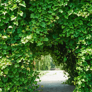 A green ivy tunnel with a green willow tree in the background
