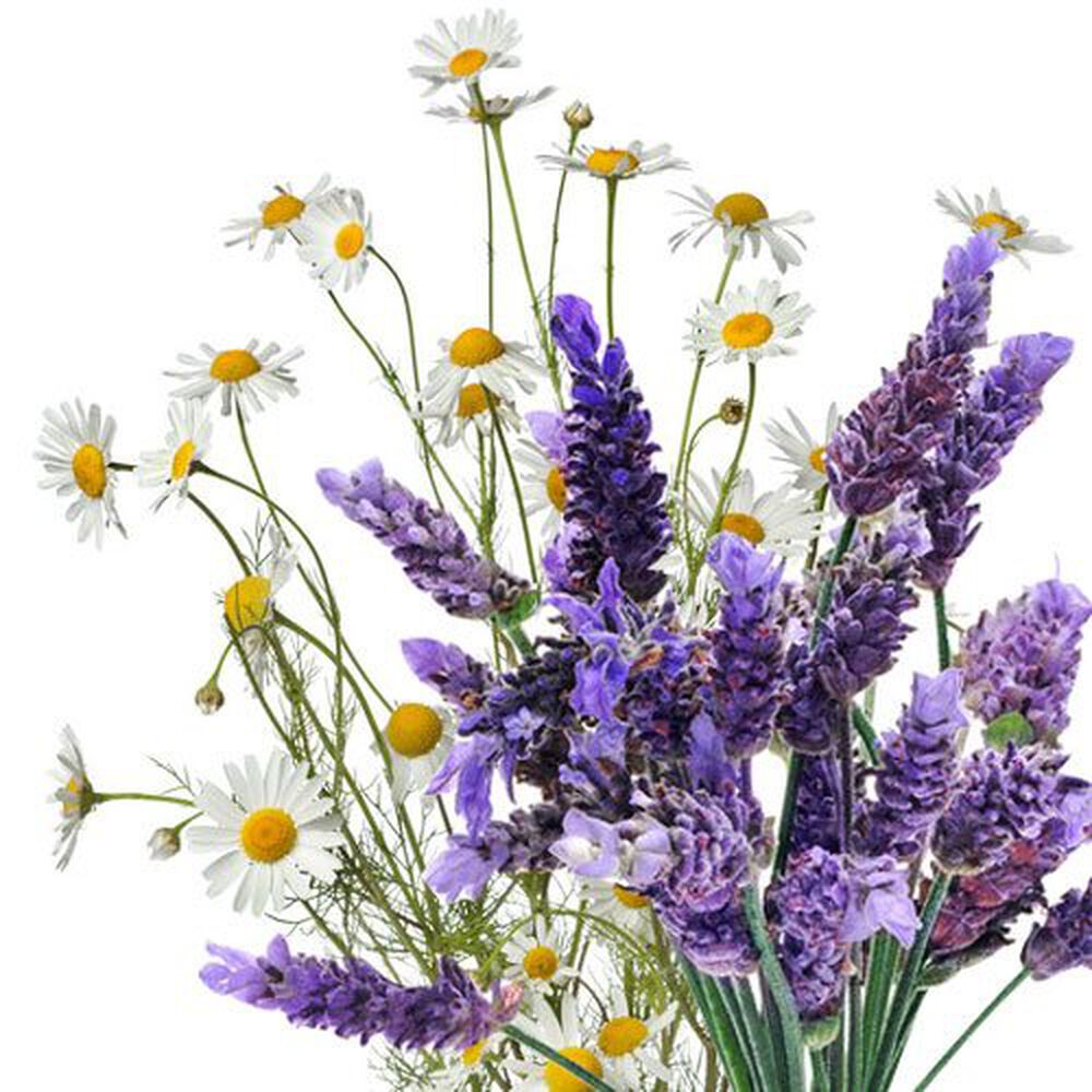 Lavender Chamomile Fragrance Oil - The Flaming Candle Company