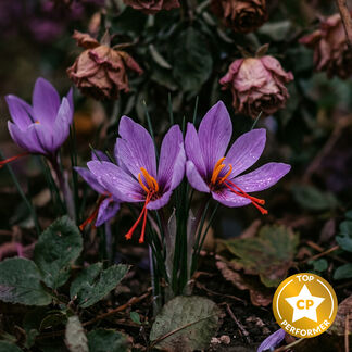 Saffron Rose Fragrance Oil