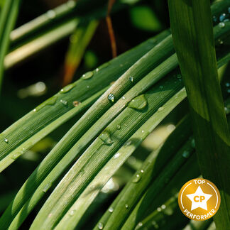 Fresh Lemongrass Fragrance Oil