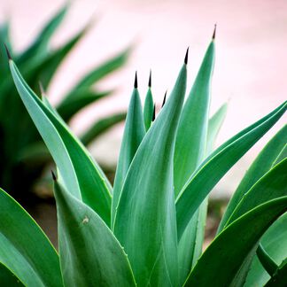 Emerald Agave Fragrance Oil - Trial Size