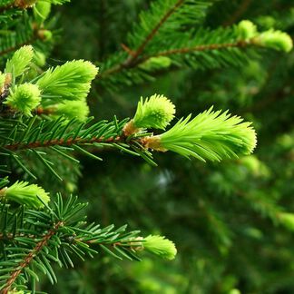 Fir Needle Essential Oil - Trial Size