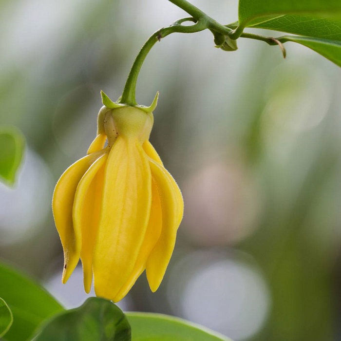 ylang ylang essential oil ylang
ylang essential oil