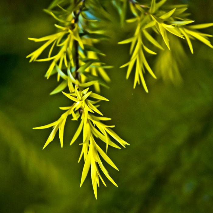 Tea tree essential oil