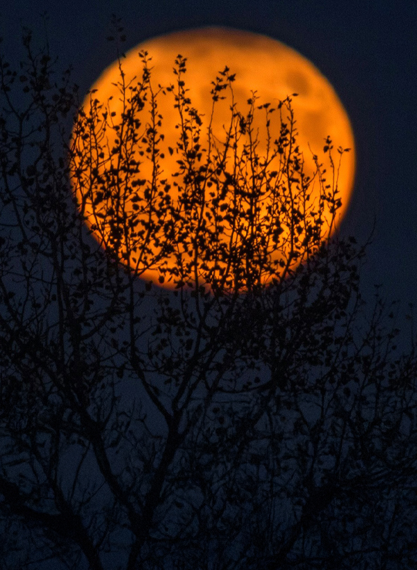 big bright moon in the dark sky, seen through tree branches