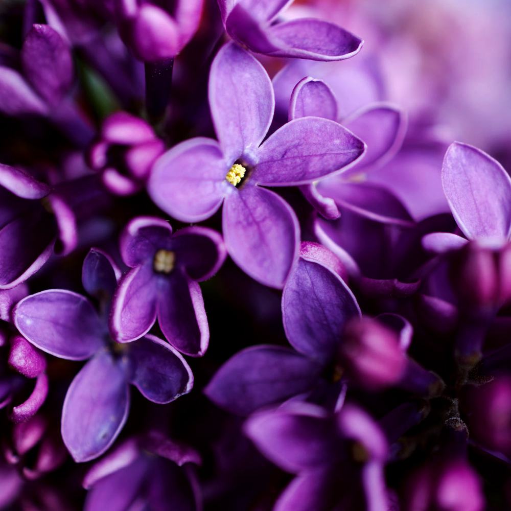 night violet fragrance oil | bramble berry