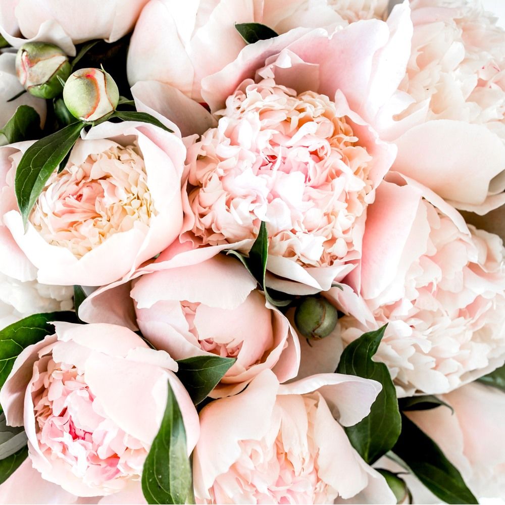 pink peony fragrance oil