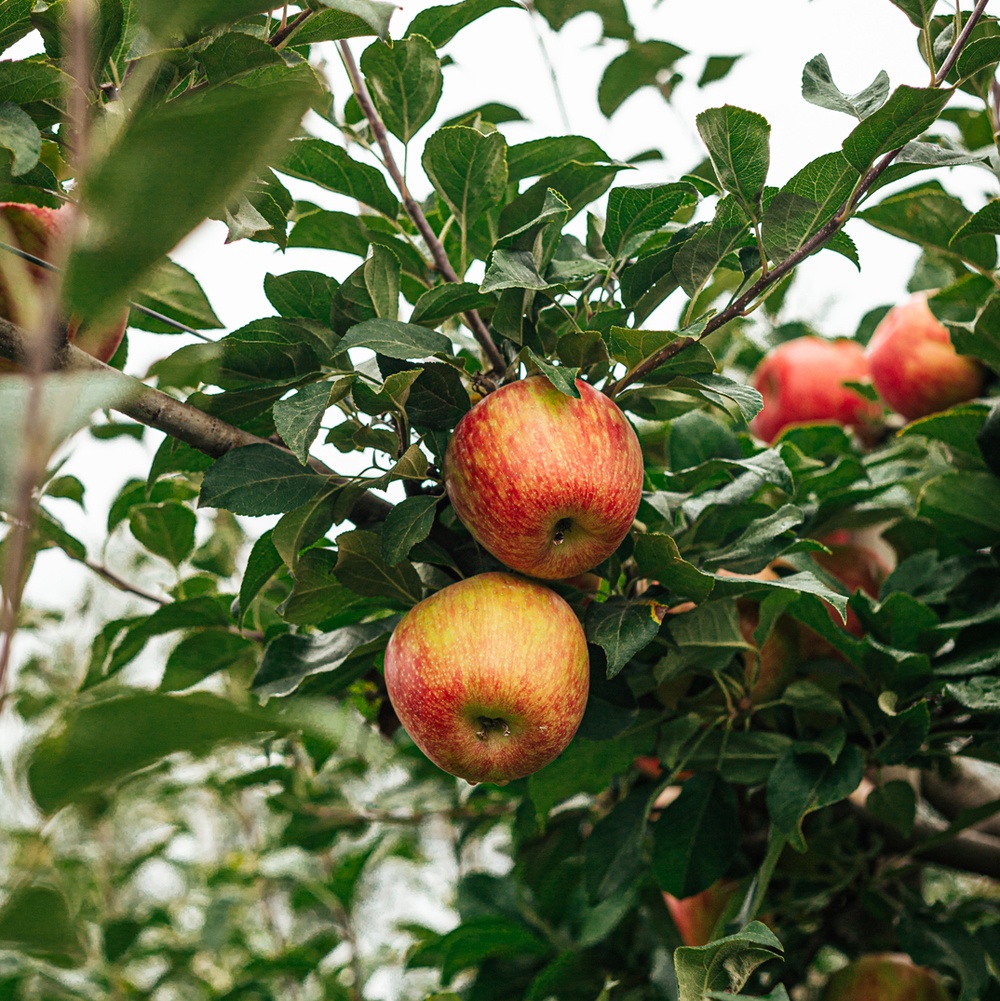 apples hanging from a tree | bramble berry
