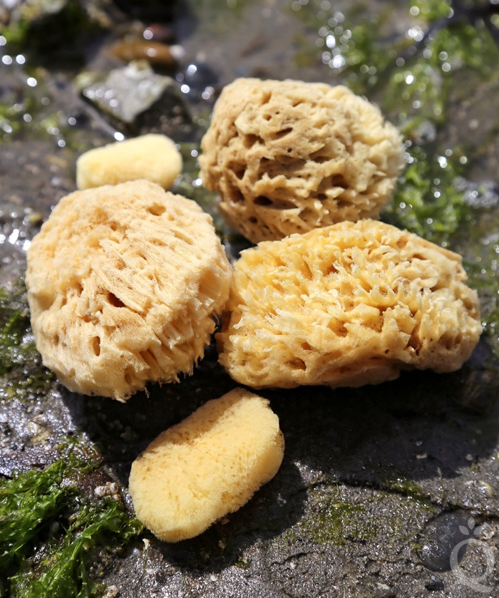 sea sponges | bramble berry