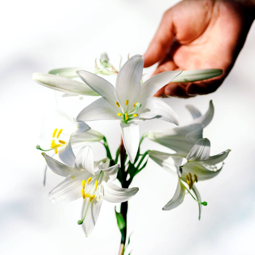 white lily and aloe fragrance oil |
Bramble Berry