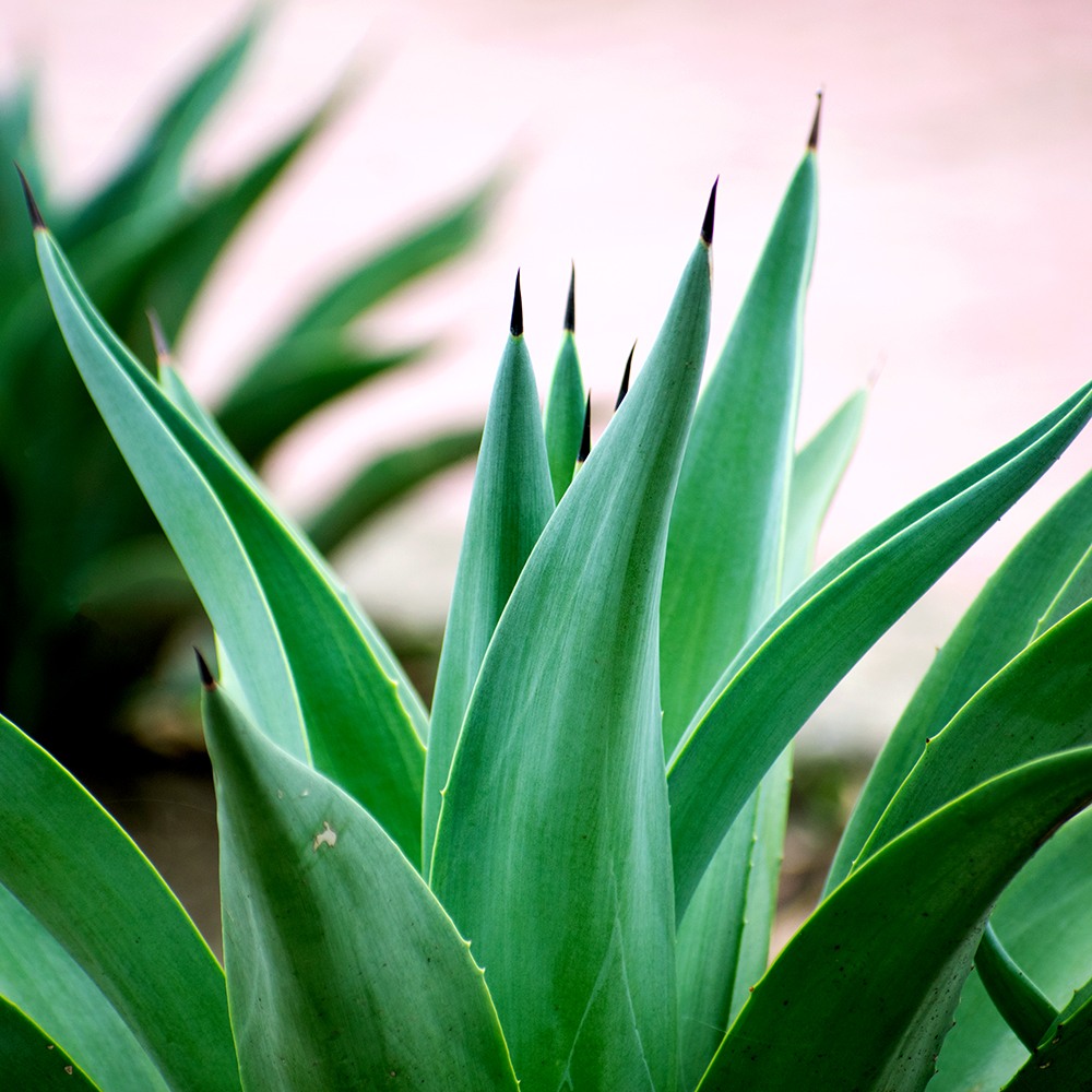 emerald agave fragrance oil | Bramble Berry
