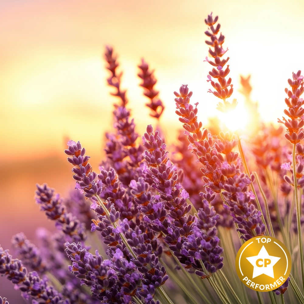 Lavender Bloom Fragrance Oil image number null