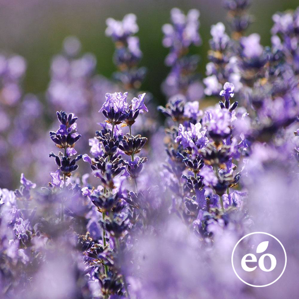 Hungarian Lavender Essential Oil image number null